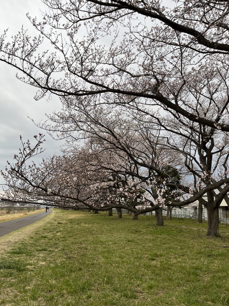 さくら〜〜らんらん。