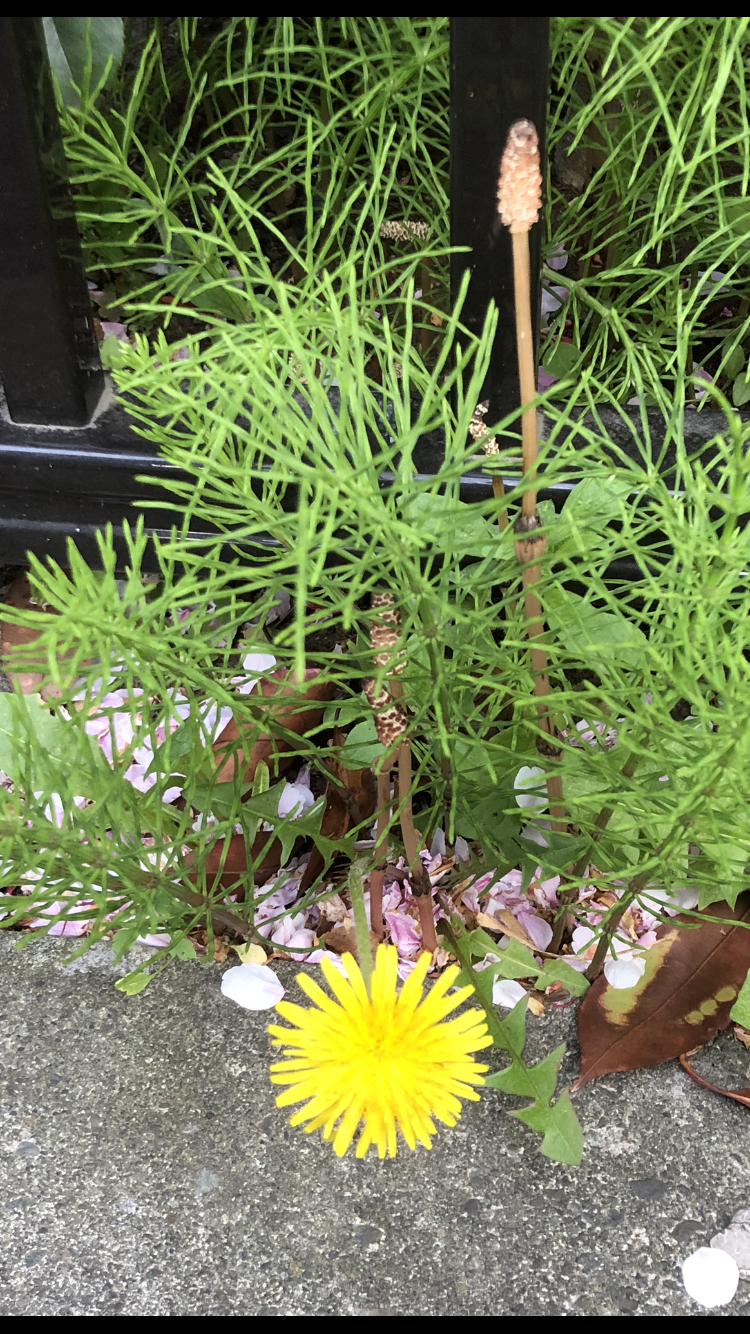 雑草なんて花はない