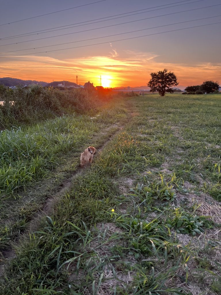 夕焼けワンコ！