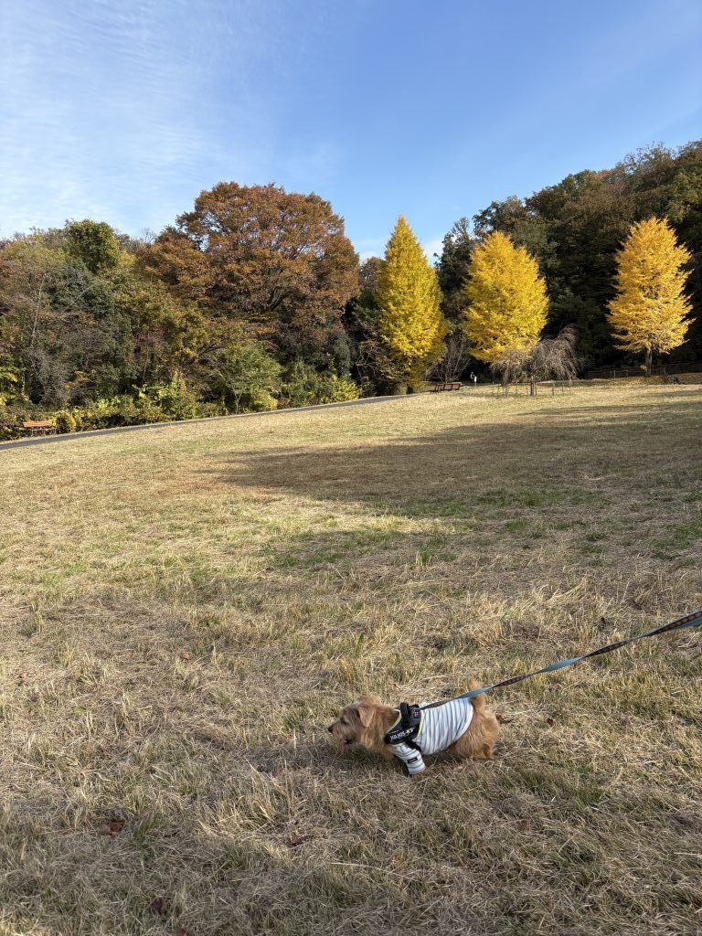 おせワンコとお散歩